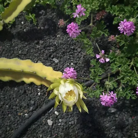 Tranquillo E Soleggiato Casa de Férias