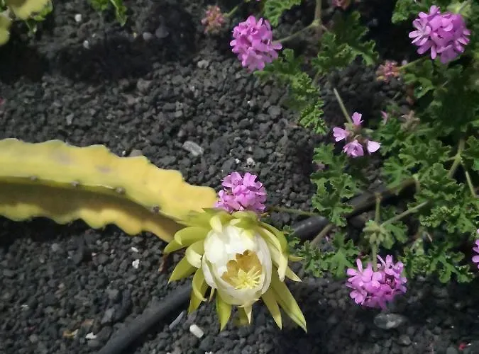 Tranquillo E Soleggiato Ferienhaus